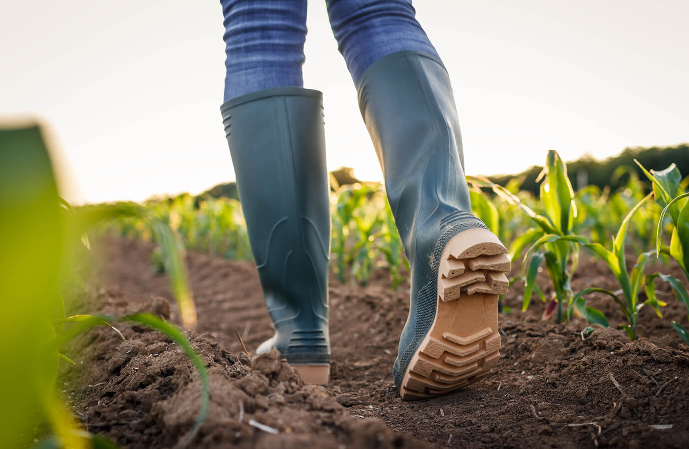 Organic Farming Trends Growing Worldwide Today