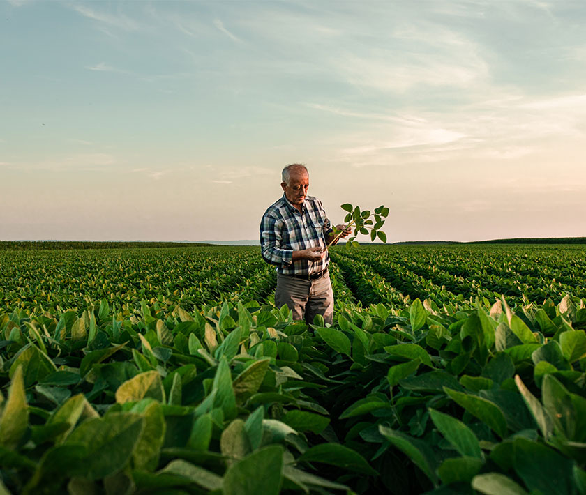Farmer inspecting crops