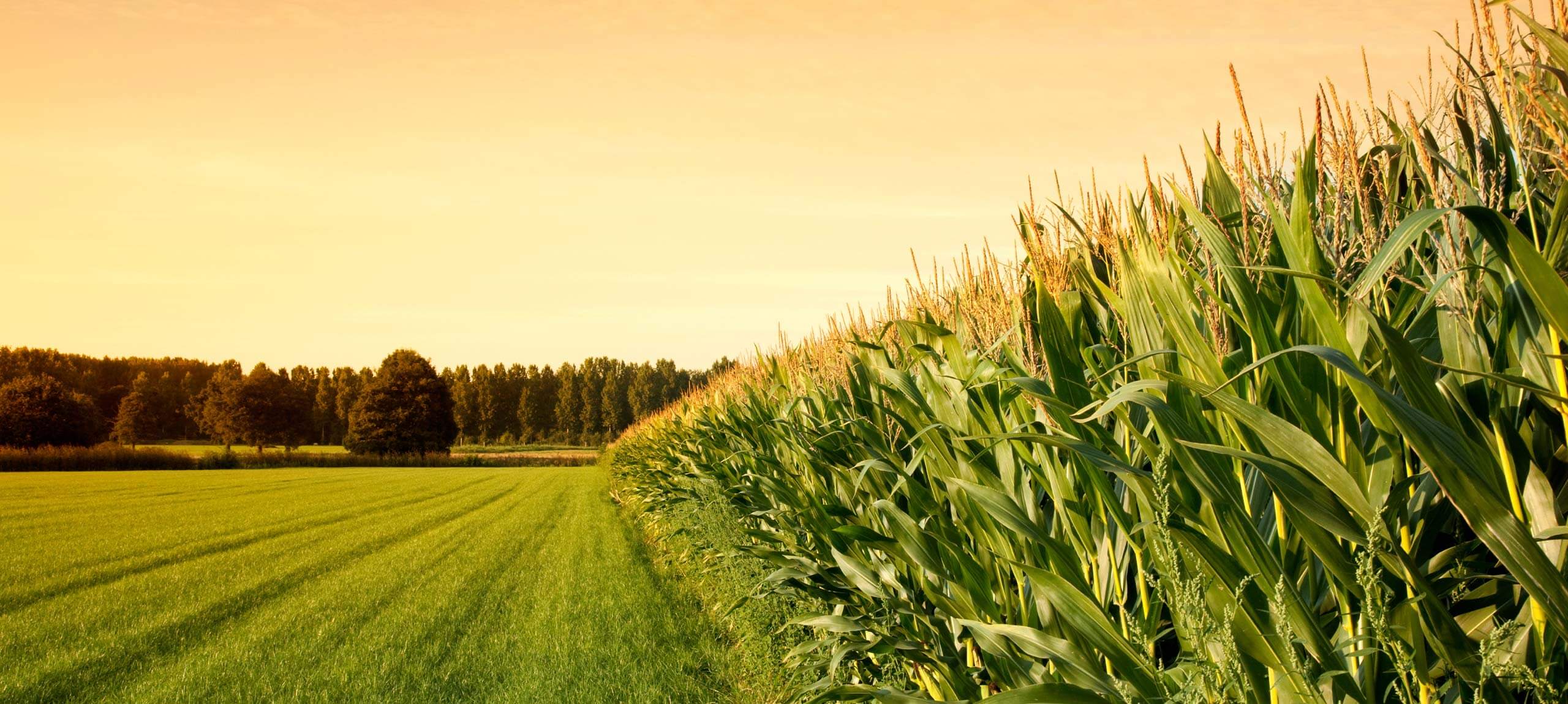 Connecting Farmers With Industries